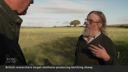 U.K. farmers are trying to breed a more climate-friendly sheep News Clip