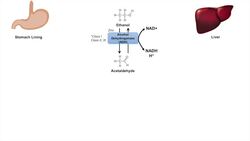 Ethanol Absorption and Metabolism | Alcohol Metabolism Pathway Instructional Video