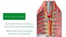 Nerven des Ösophagus Instructional Video