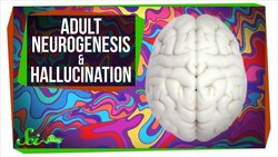 People Grow Brain Cells Well Into Their 80s | SciShow News Instructional Video