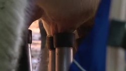 CLEAN : A Uruguayan couple struggles to keep their dairy farm in business News Clip