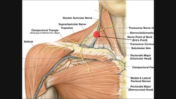 Venous Drainage of the Upper Extremities Instructional Video