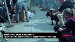 NYC's Rat Hunting Dogs Clear Streets of Pests News Clip