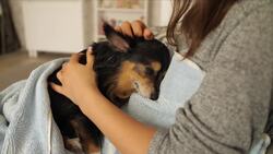 science kids dogs V1-0003 Instructional Video