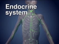 The Amazing Nervous System: Nervous System Overview Instructional Video