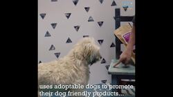 Fairy Dog Mothers Really Do Exist! - Meet Jane & Cory in Today's Daily Diversion Instructional Video