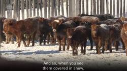 Cows grazing in –40 C weather have a secret weapon News Clip