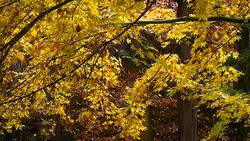 Japanese maple turning yellow in Autumn moving by slow wind Stock Footage