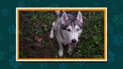 I WONDER - What Sounds Does A Dog Make? Me Pregunto - Qué Sonidos Hace Un Perro? Instructional Video