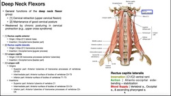 Deep Neck Flexor Group [Full Lecture] | Anatomy, Functions, OINAs, & Some Treatments Instructional Video