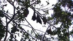 Bird Watching for Sea Eagles Instructional Video