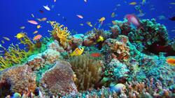 Coral Reefs: Stunning Footage of Ocean Ecosystems Stock Footage