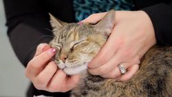 How to Groom Your Cat's Eyes, Nose & Ears Instructional Video