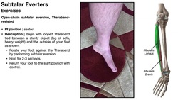 Subtalar Everters, Fibularis Longus & Brevis | Structure, Function & Exercises Instructional Video