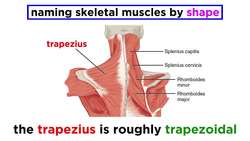 The Muscular System Instructional Video
