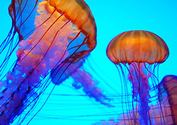 Golden Jellyfish Instructional Video