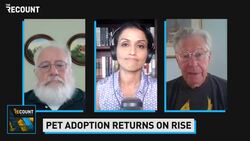 The Surge Of Pandemic Pet Adoptions News Clip