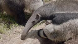 Everything You Ever Wanted to Know About Giant Anteaters Instructional Video