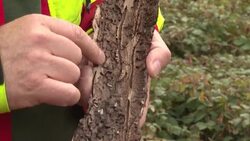 CLEAN : Germany's climate stressed trees face catastrophe as bugs attack News Clip