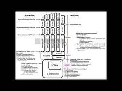 Overview of the Feet | Bones & Major Joints Instructional Video