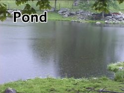 Exploring Freshwater Biomes: Ponds Instructional Video