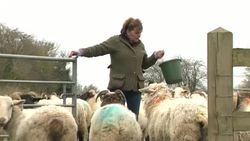 Sheep on a farm News Clip
