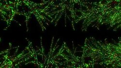 Neon Tree illumination Stock Footage