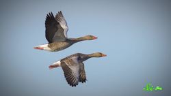 Reptiles' Breathing Hack Helped Birds Dominate the Air Instructional Video