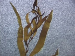 Clasificando a los seres vivos: protistas y hongos Instructional Video