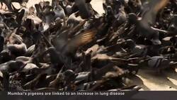 Don't feed pigeons, Mumbai officials warn, as lung illnesses soar News Clip