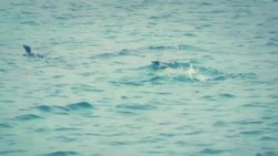 Penguins: Adaptations, Behaviors, and Breeding Habits Instructional Video