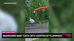 One Good Thing: Abandoned Baby Chick Gets Adopted by Flamingos News Clip