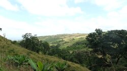 CLEAN : How coffee is saving a unique Mozambican forest News Clip