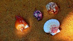 Seashell Beach Sunlights hd footage Stock Footage