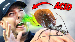 Experiencing the Acid Spray of a Violin Beetle Instructional Video
