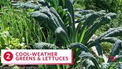 4 Things to Plant in September Instructional Video