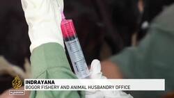 ‘Most feared disease’: Indonesian farmers’ foot and mouth misery News Clip