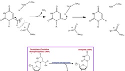 Nucleotide Metabolism | Mechanism of OMP (Orotidylate) Decarboxylase Instructional Video