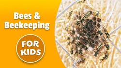 History of Bees & Beekeeping | Bedtime History Instructional Video