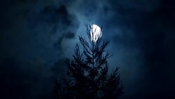 Moon with pines at nigh Stock Footage