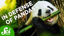 How Pandas Got Such a Bad Reputation Instructional Video