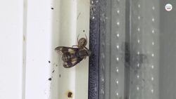 What Are Cobwebs? Where Do They Come From? Instructional Video