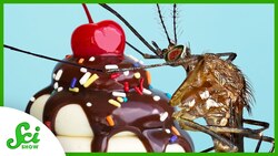 Using Genetics (and Sugar) to Control Malaria Instructional Video