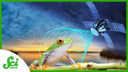 Why NASA Uses Satellites and Airplanes to Study Frogs Instructional Video