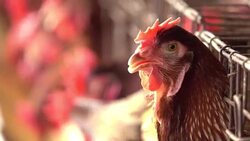 Chicken head Stock Footage