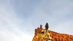 giraffe in africa Stock Footage