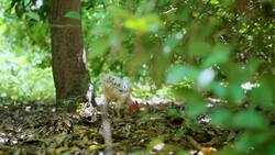 How 8,000 Food Forests Grew Africa's Great Green Wall Instructional Video