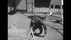 Four-year-old chimp and 4-month-old lion cub play together at World Jungle Compound in Thousand Oaks, California, 1956 News Clip