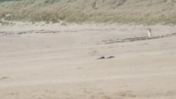 Marazion Beach and St Michael's Mount News Clip