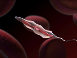 Células: introducción Instructional Video